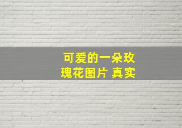 可爱的一朵玫瑰花图片 真实